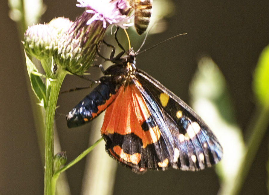 Callimorpha dominula f. bimaculata